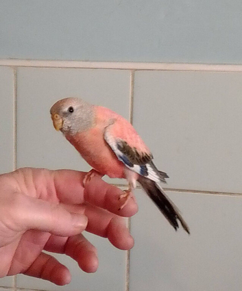 HAND-REARED BABY PINK BOURKE