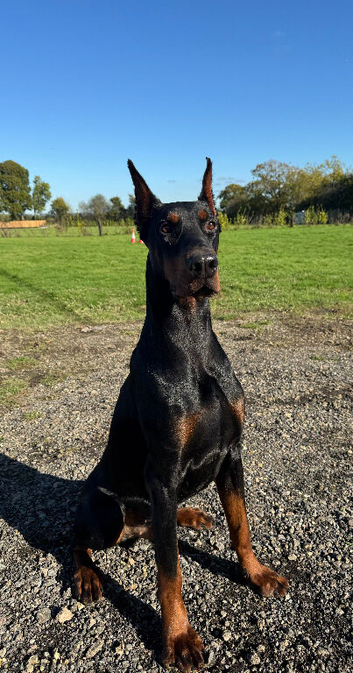 Working European Dobermann for Stud
