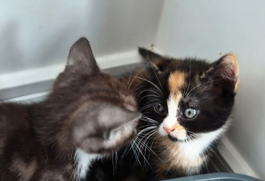 Mixed kittens with scotish mum