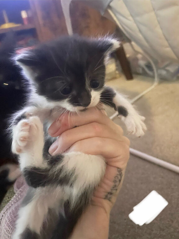 kittens for sale