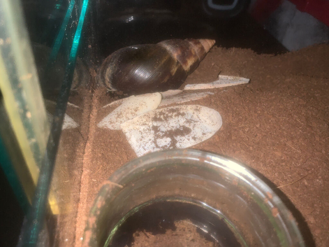 Giant african land snail for sale