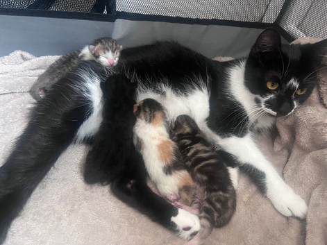 Kittens