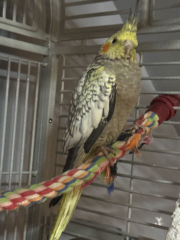 Pearl cockatiel female