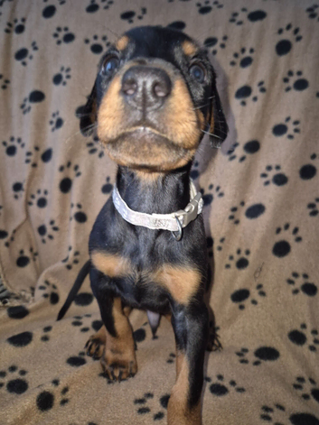 KC reg Dobermann puppies