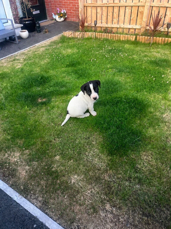 Jack Russel