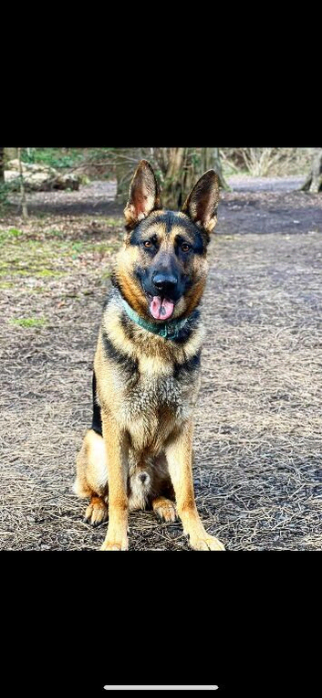 German shepherd male for studding