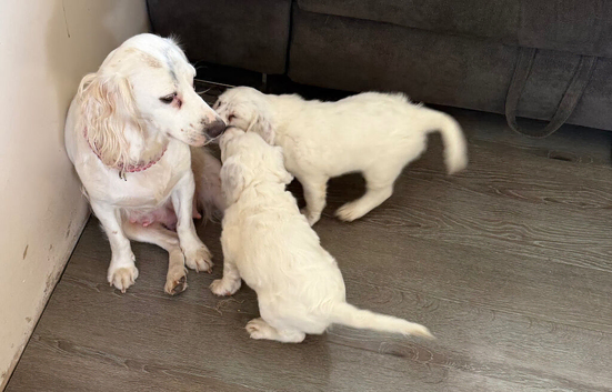 Cocker spaniel puppies