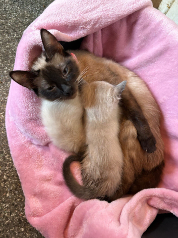 1Boy chocolate Siamese point kitten
