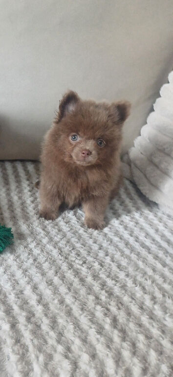 Beautiful lilac tan pomeranian girl