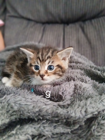 Gorgeous cross kittens