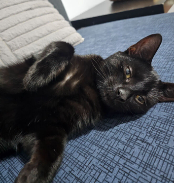 Loving, Friendly All-Black Male Cat Needs a New Home