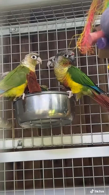 Conure parrots