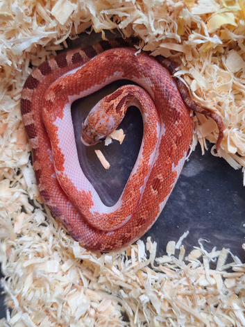Extreme white pied sided corn snakes cb26