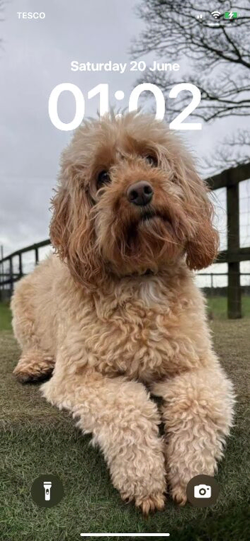 Apricot Cockapoo  boy 3 yrs