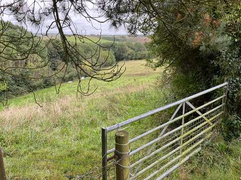 3 acres of good quality grazing, to much grass for my cob