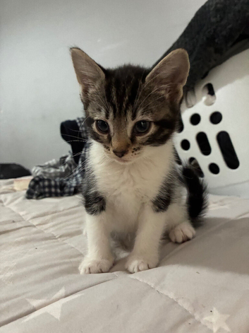 6 beautiful kittens ready for new home