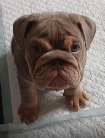 Male English bulldog