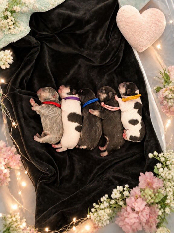 Waiting list for french bulldog puppies due soon
