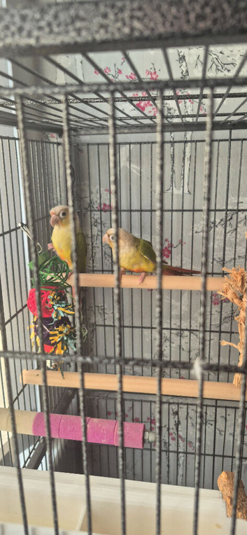 2 pineapple conures and large cage