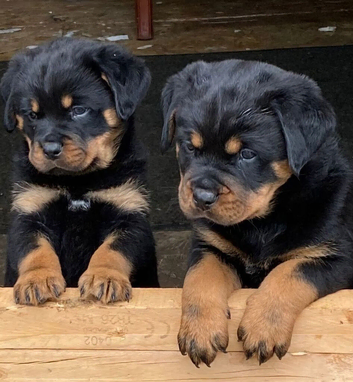 Kc registered very chunky solid pups