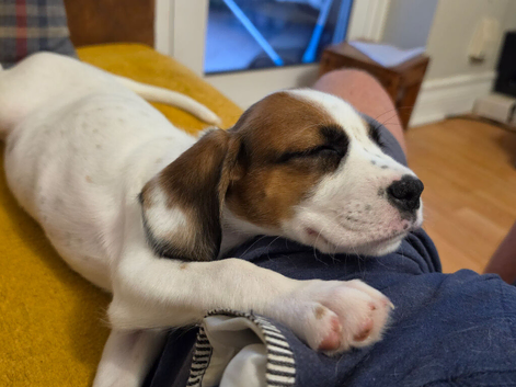 Boxer/Spaniel cross = Cuteness overload