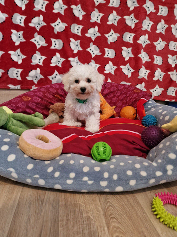 Bichon Frise Only One Left Champion Bloodline