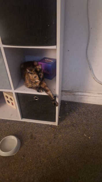 Female kitten for sale