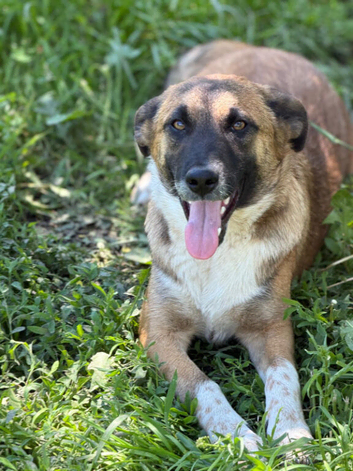 MEET MICA &ndash; A LOVING, PLAYFUL MALINOIS-MIX GIRL