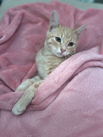American Shorthair Boys