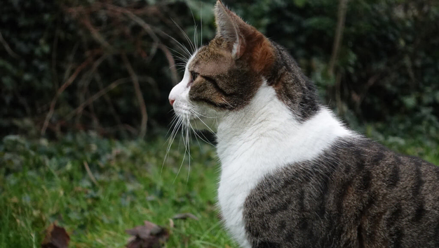Looking for a calm, loving forever home for Tommy