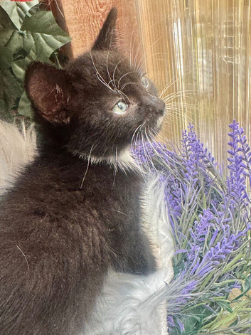 RAGDOLL CROSS BOY READY NOW