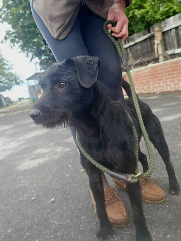 Patterdale Terrier
