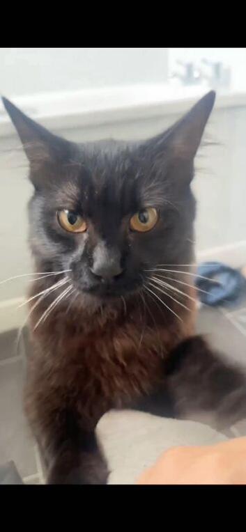 Black male Mainecoon 10 month old
