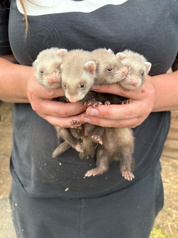 ferrets kits for rehoming
