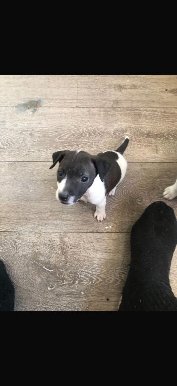 Puppy for new home ready