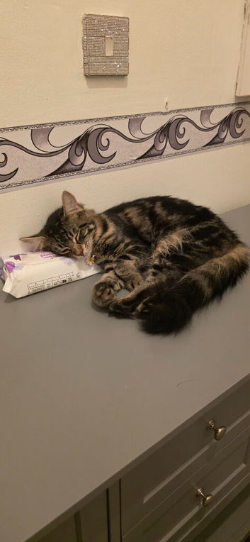 Beautiful male, Bengal kitten looking for a good home