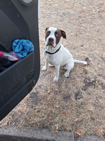 Springer spainal cross American bully