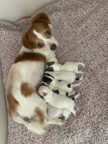 3/4jackrussel1/4chiuhaha