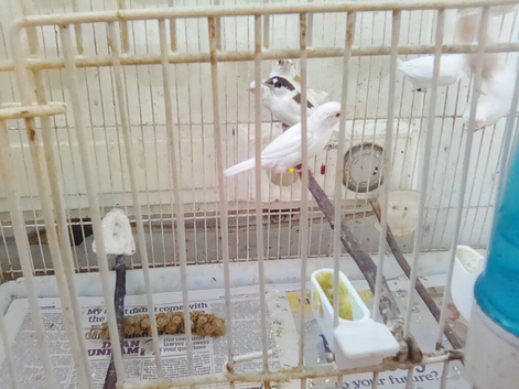 Bengalese finches for sale