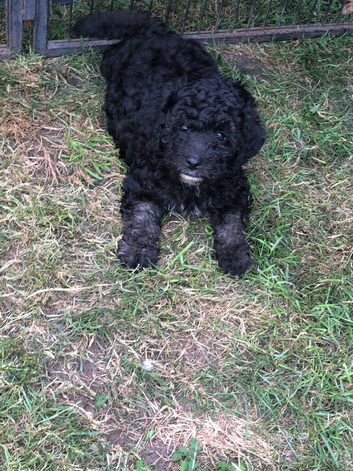 Purebred mini poodles ,last boy available