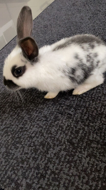 Baby rabbit 11 weeks old black and white