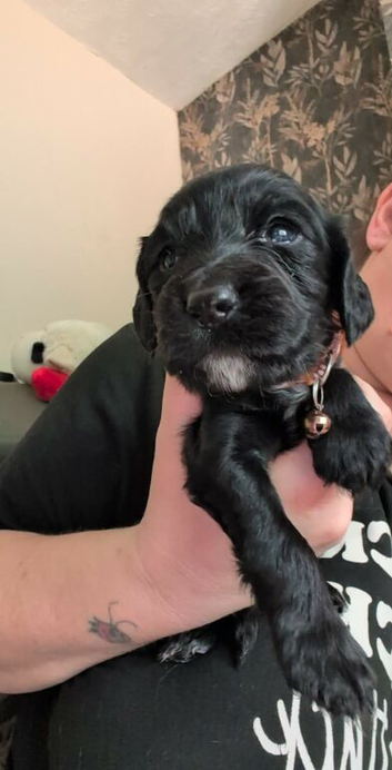 Beautiful litter of cocker spaniels!