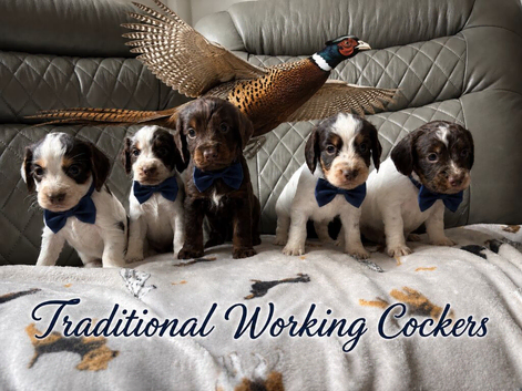 Traditional Working Cocker Spaniels