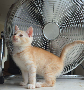 Ginger and Cream Tabby Male