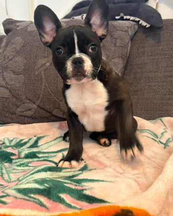 5 frenchie pups ready to leave around 12 June