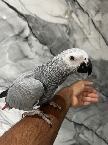 Friendly HandReared Male Baby Super Tame Congo African Grey Parrot.12