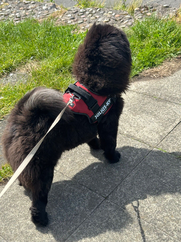 8 month old female