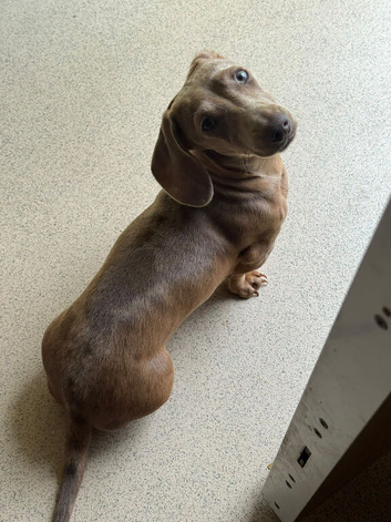 Miniature dachshund