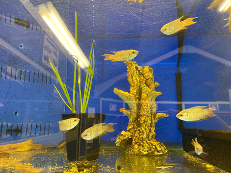 Paradise Fish (Macropodus opercularis)