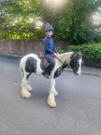 Pibald gypsy cob